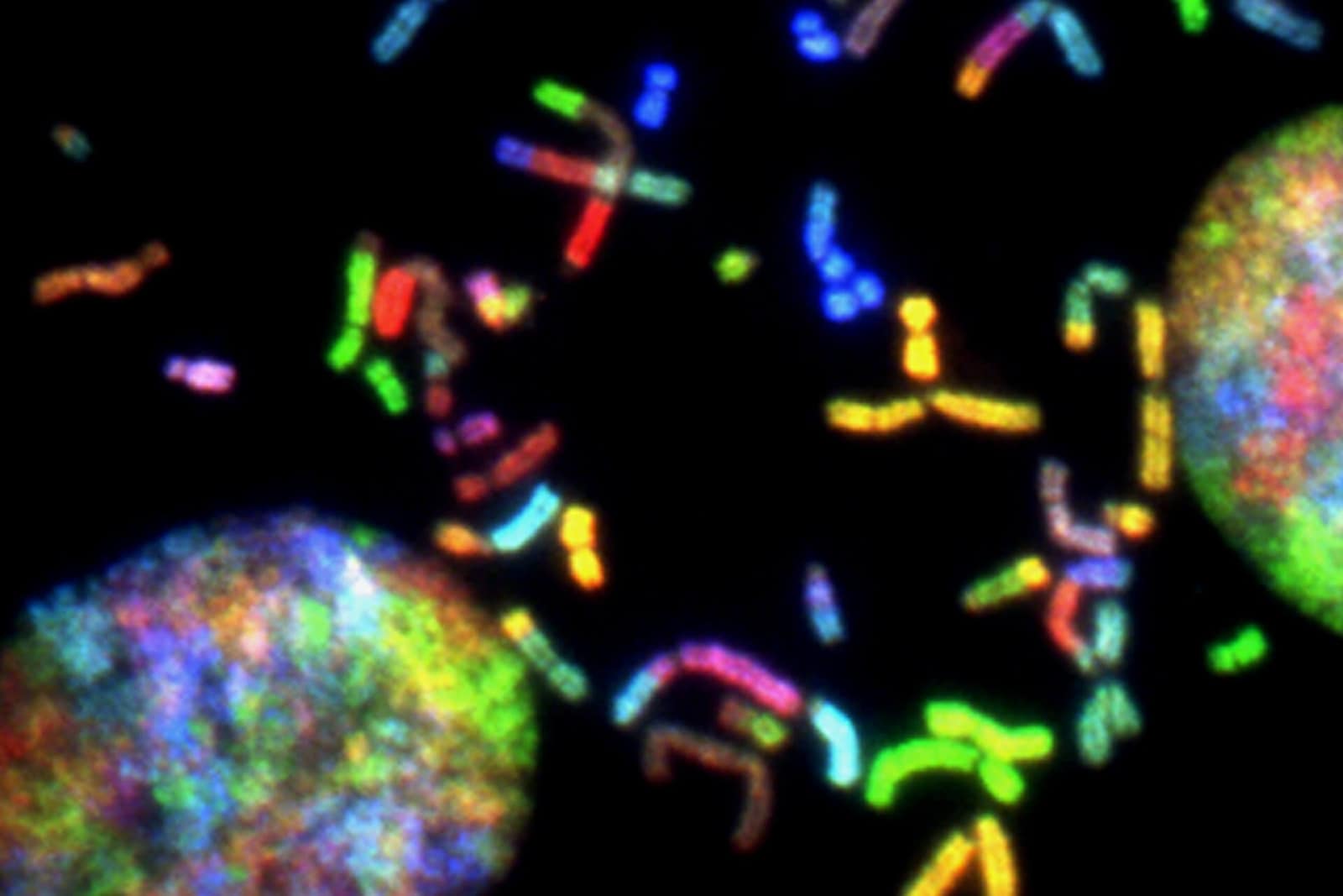 Cells under microscope