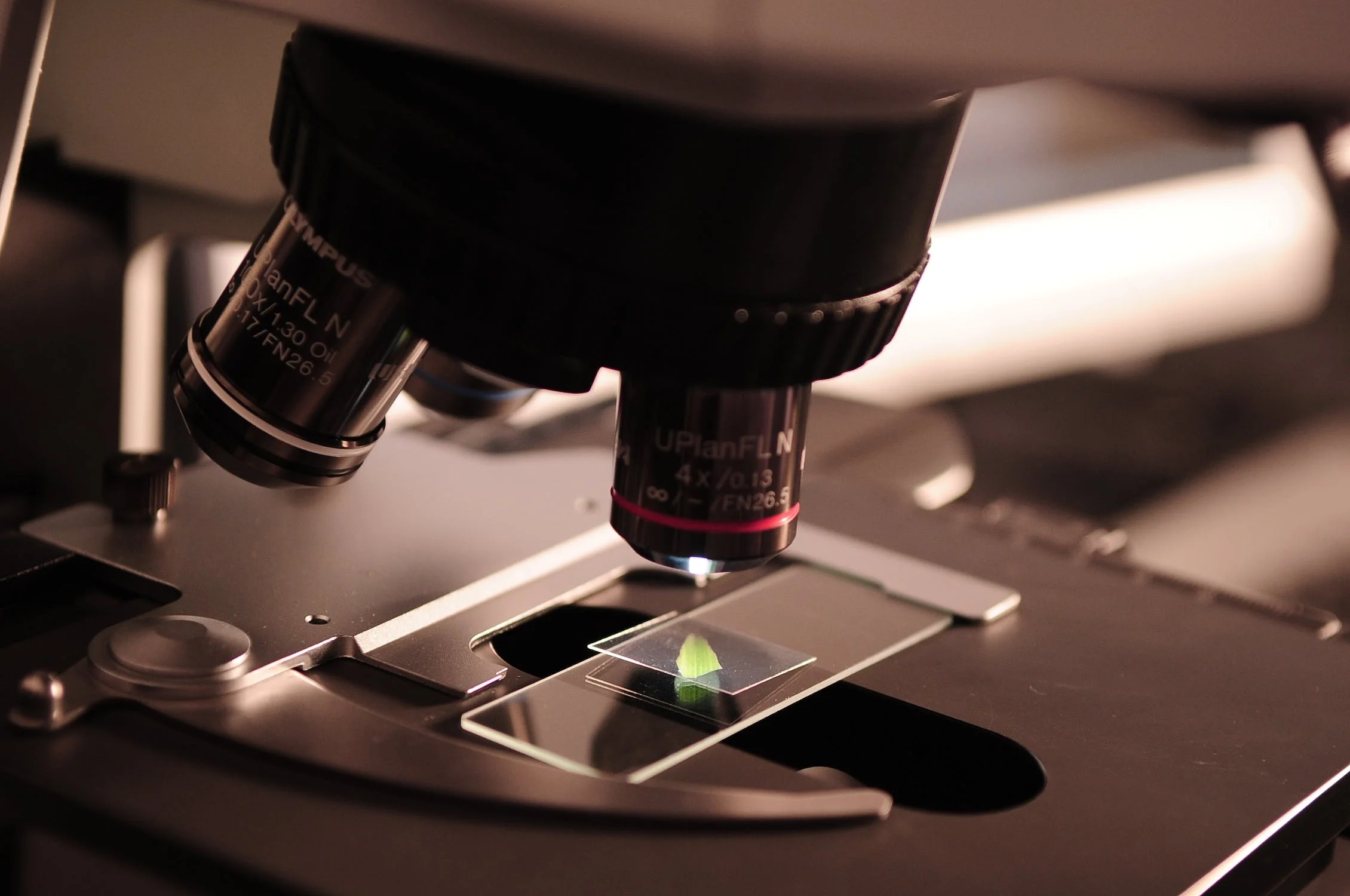 microscope and slide