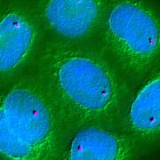 microscopic cells