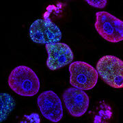 microscopic cells