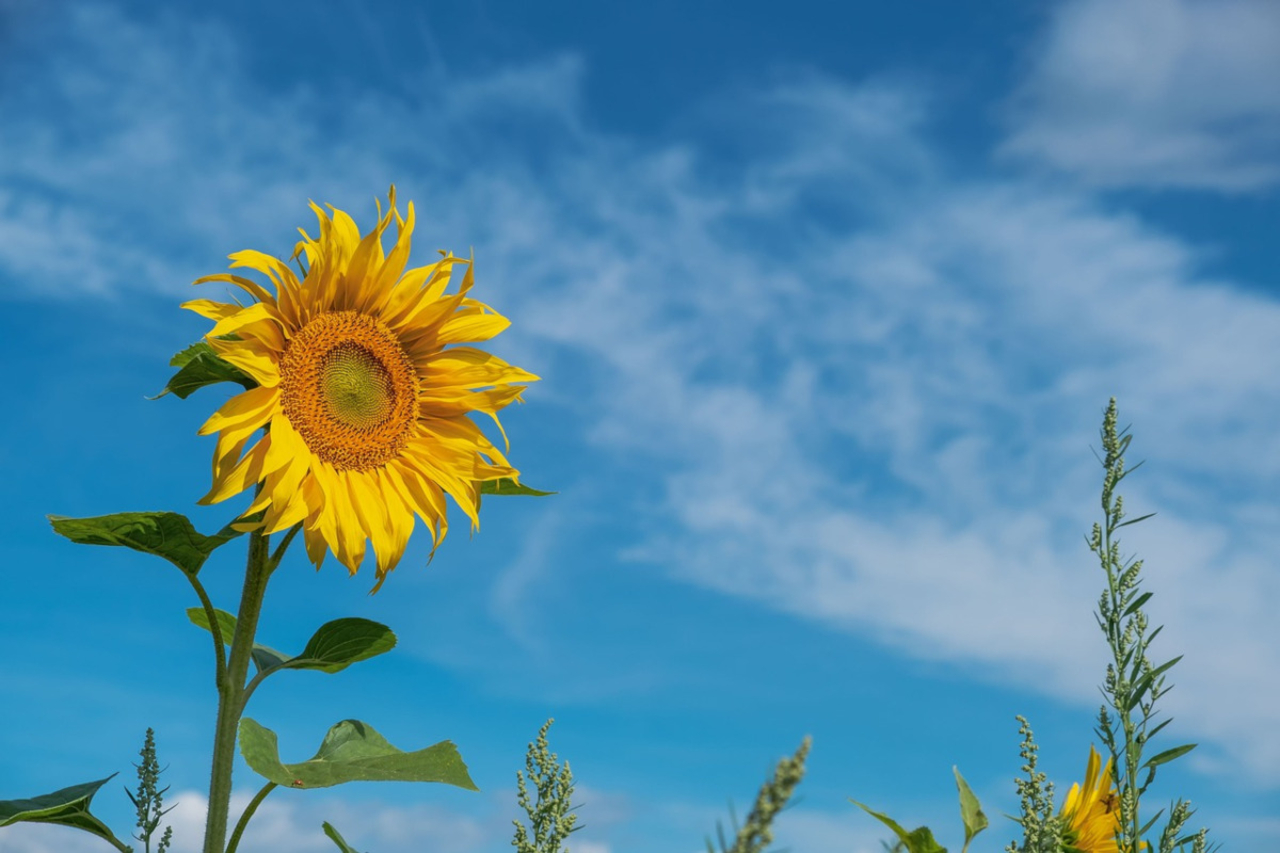 sunflower on a summer day